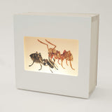 Specimens of Light: Creating Insects with Film